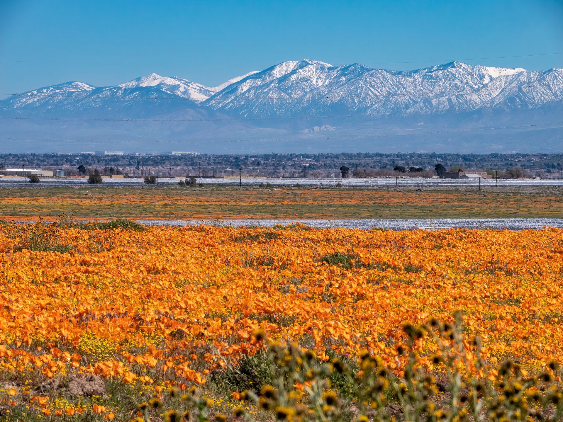 Vibrant orange poppy field in bloom, snow-capped mountains in the background under a blue sky.
