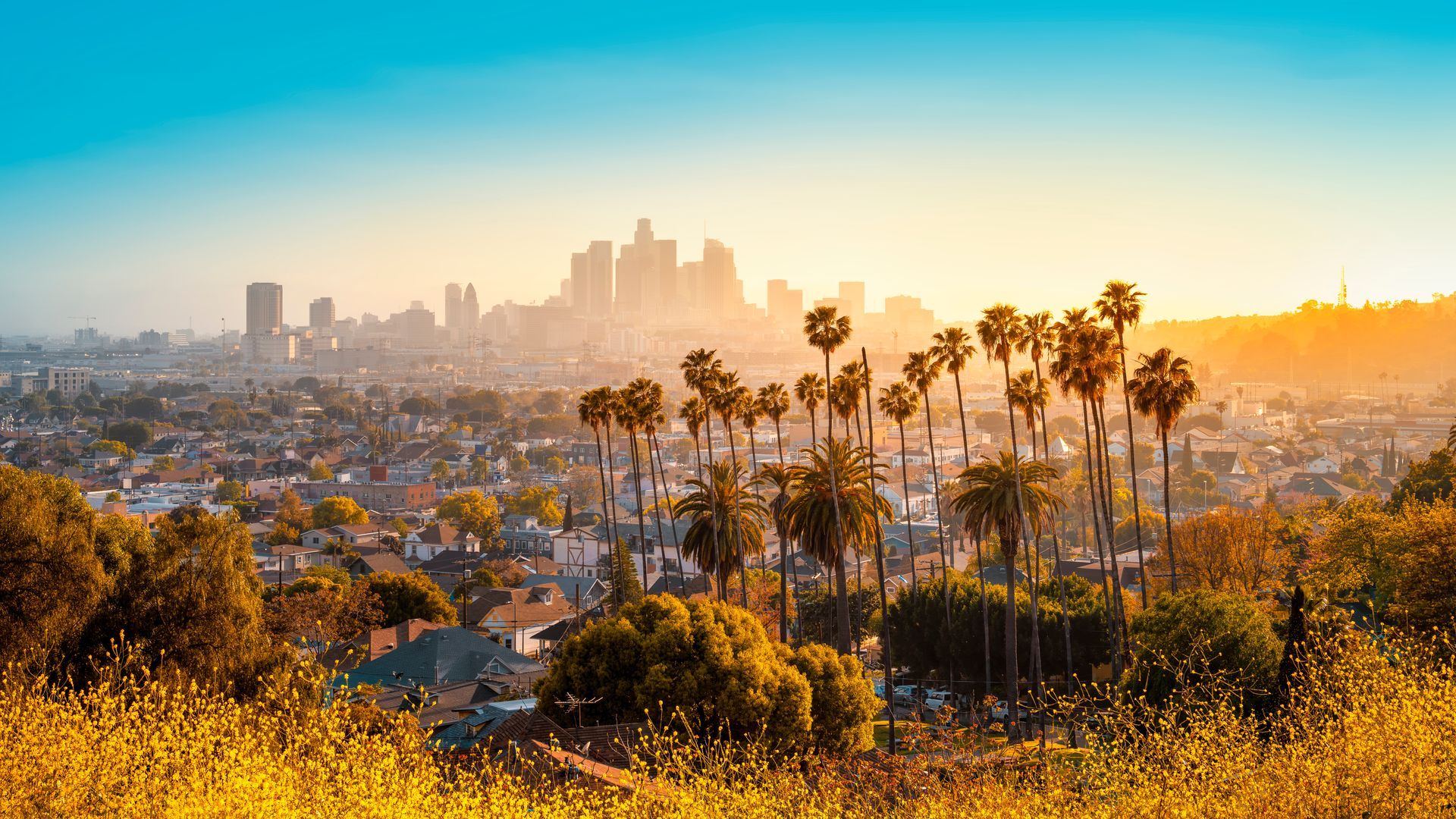 Los Angeles skyline with palm trees and yellow flowers in foreground, illuminated by a warm sunrise.
