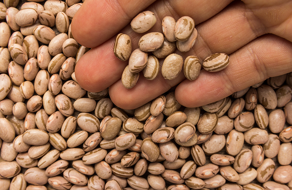 Um punhado de feijões carioca sobre uma pilha de feijões semelhantes, exibindo as cores marrom e bege salpicadas.