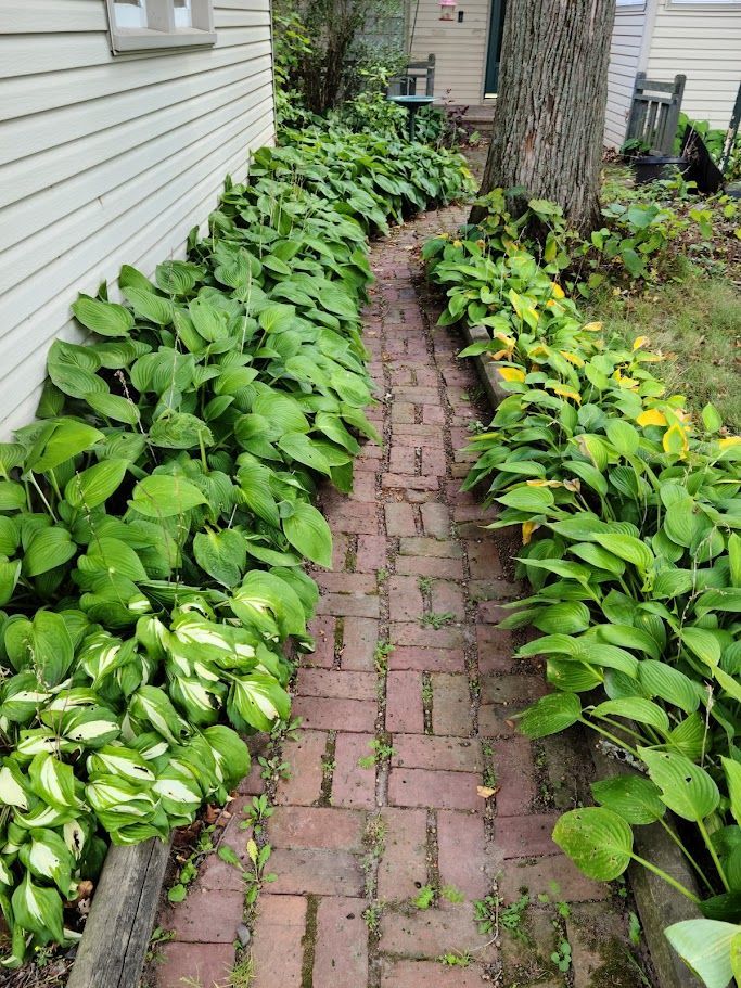 A brick walkway surrounded by lots of green plants next to a house.