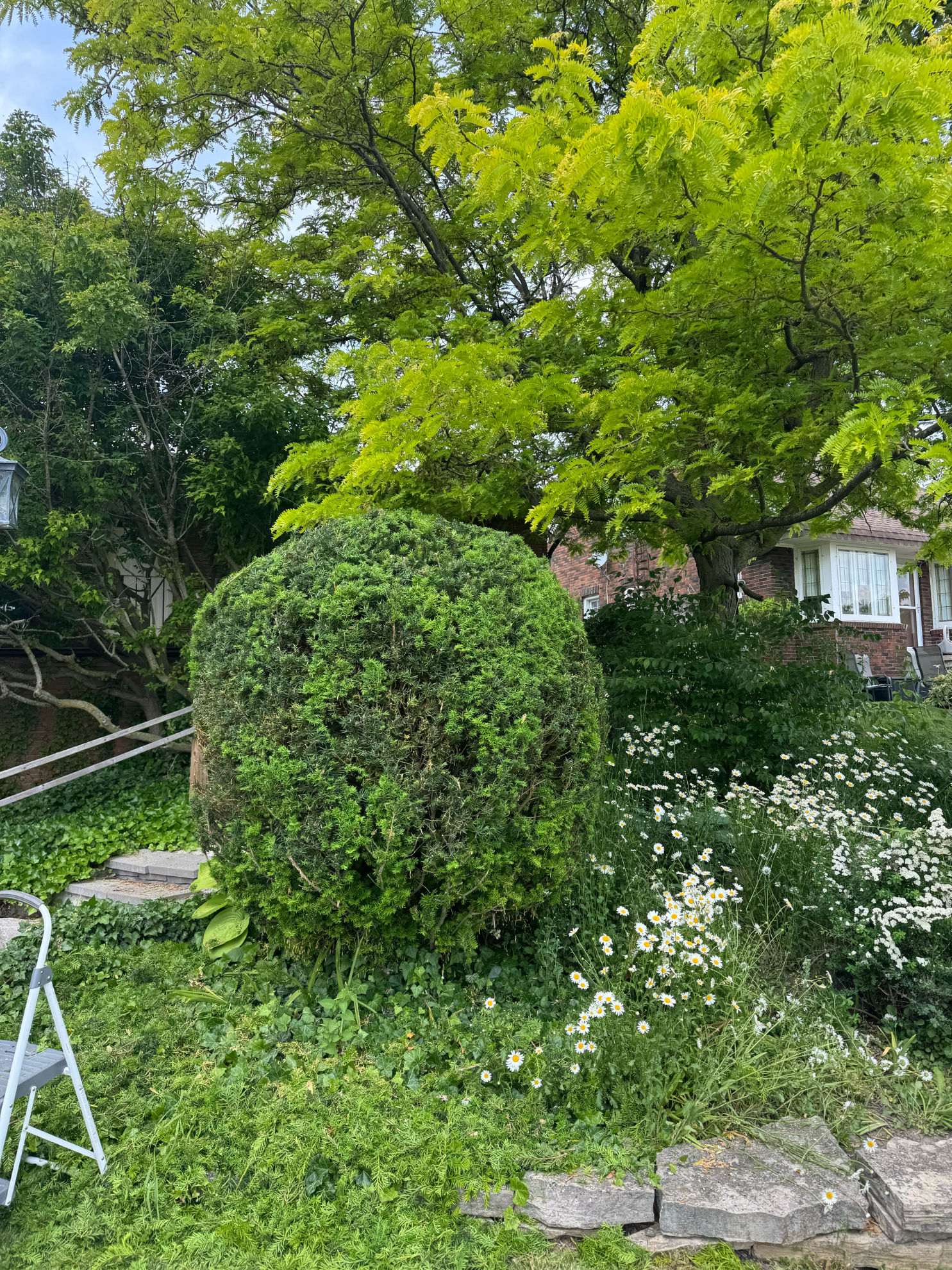 A large, round evergreen shrub in a front yard, set against green trees and a brick house with white windows.