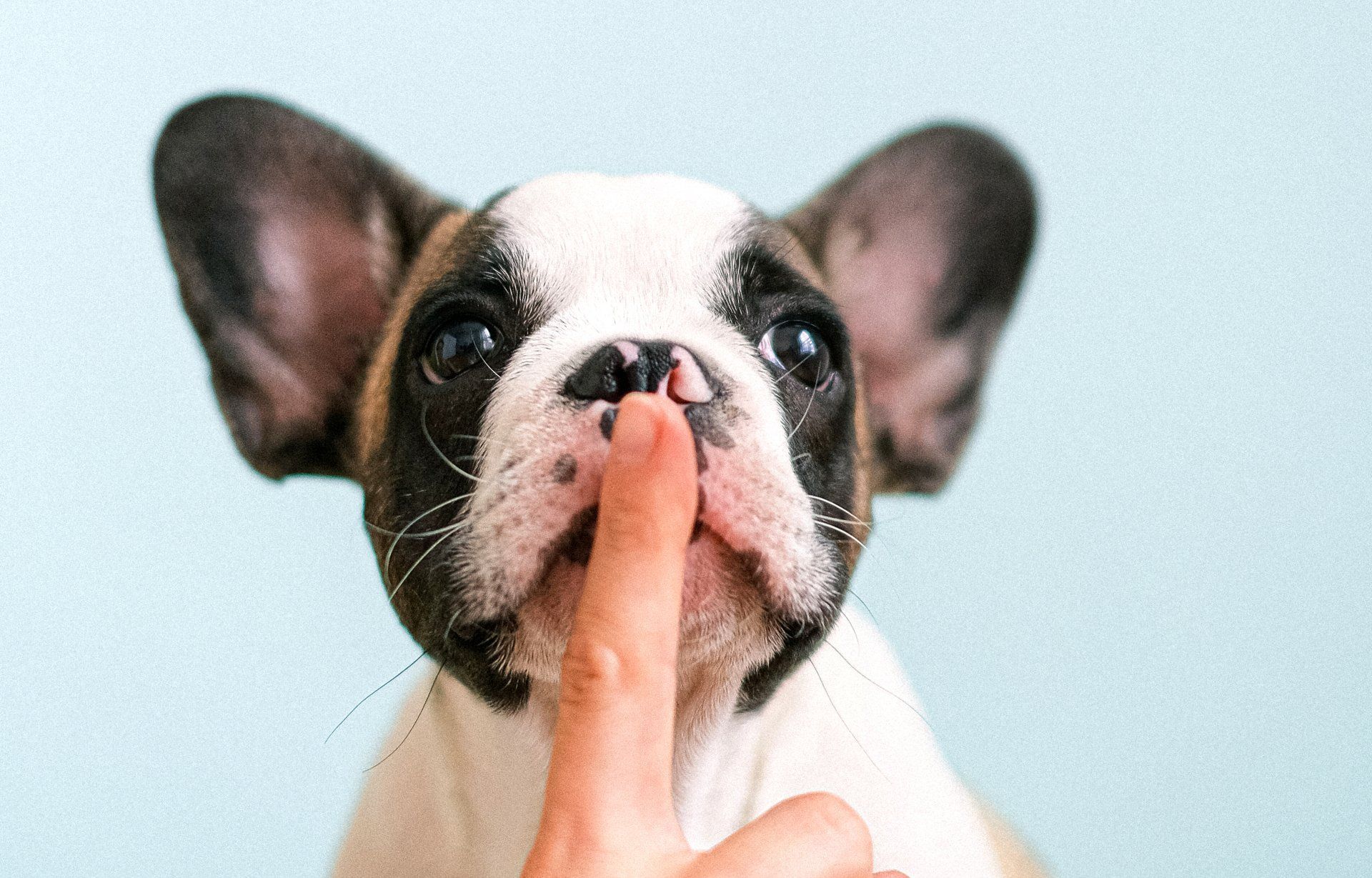 A french bulldog puppy is holding a person 's finger to its mouth.