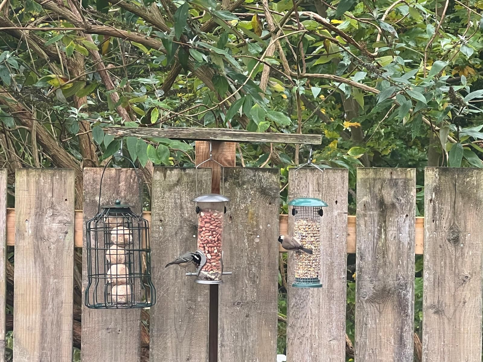 The 5-Gram Survivors: Your Complete Guide to Wild English Small Garden Birds