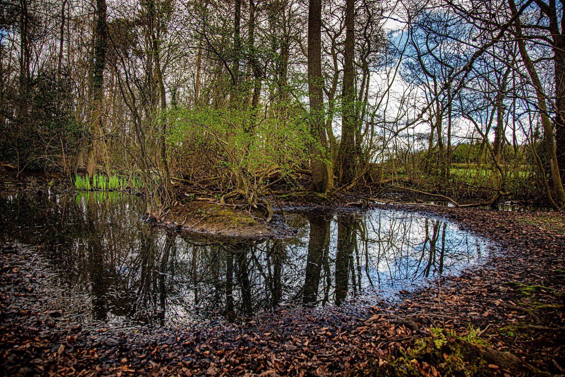 A small pond in the middle of a forest with trees reflected in the water.