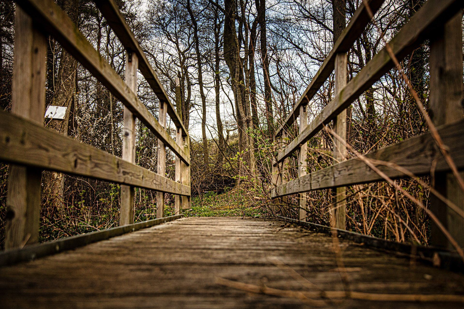 A wooden bridge in the middle of a forest.
