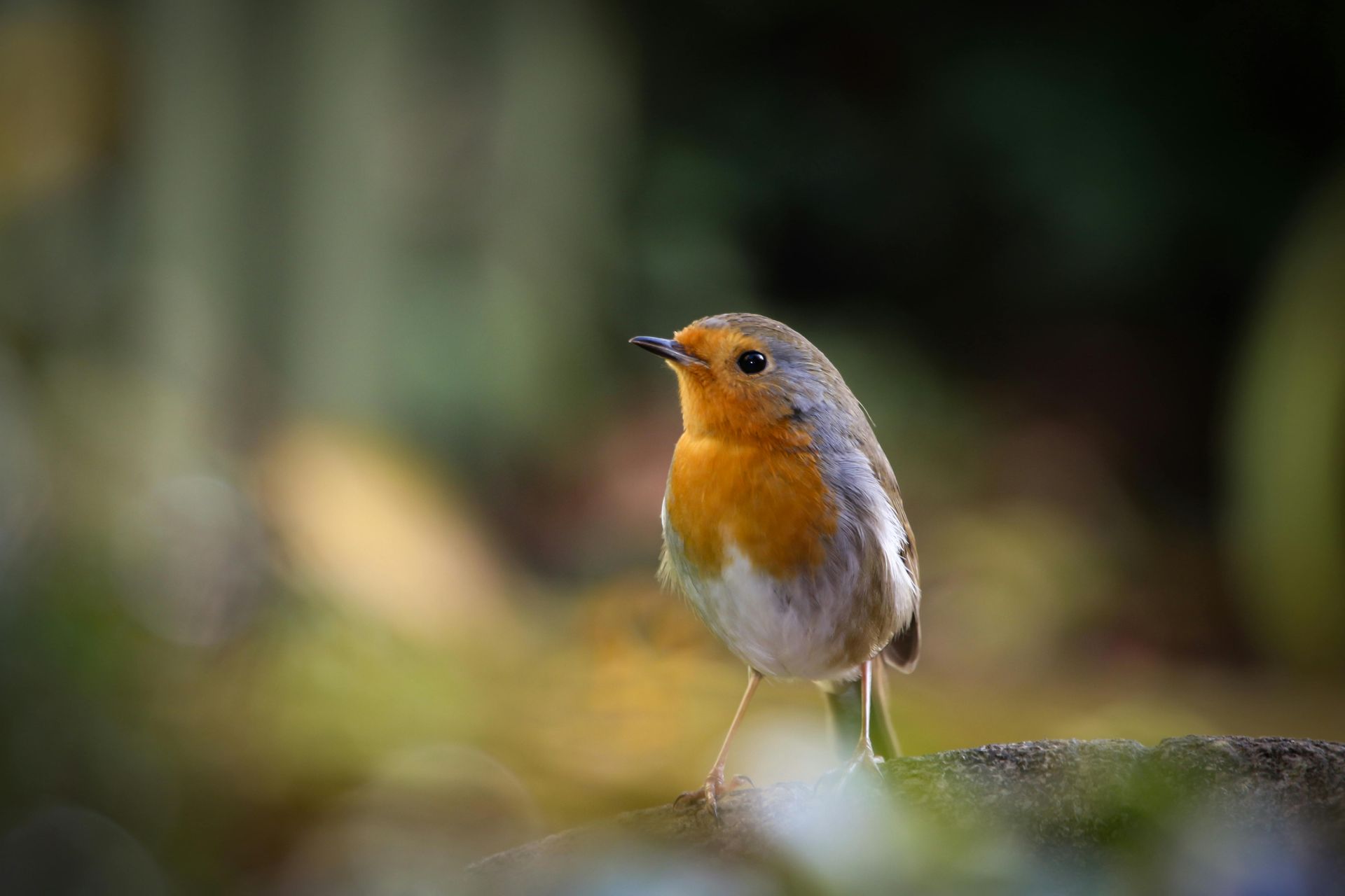Nature's Autumn Masterpiece: Wildlife Wonders and Mushroom Magic