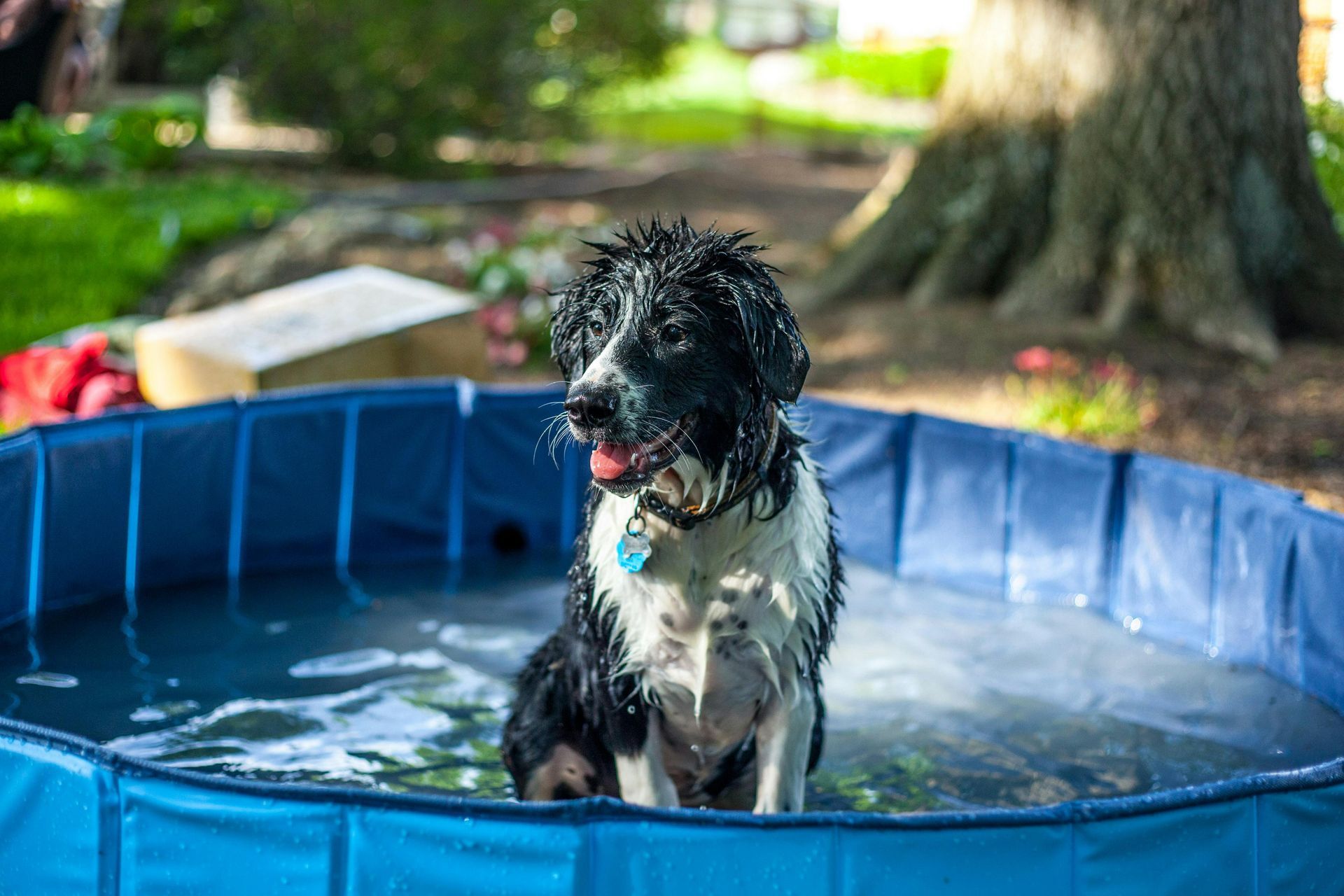 Pet Friendly Summer Adventures and Cooling Tips for Dogs at Kiplin Lodge Park