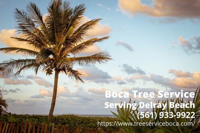 Tree Service Lagrange Ga