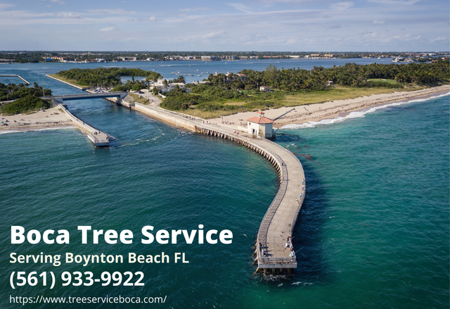 Tree Service Greenville Ga