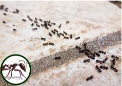 A group of ants are crawling on a piece of wood.