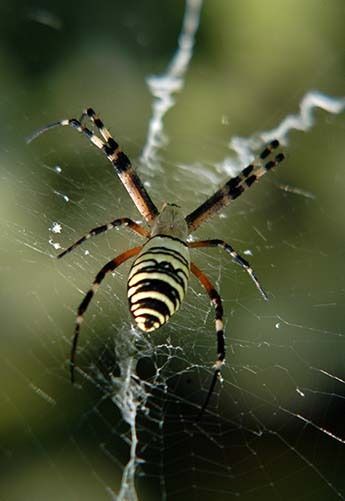 A close up of a spider on a web.
