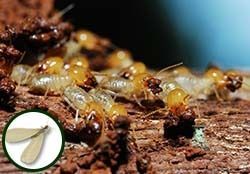 A group of termites are crawling on a piece of wood.