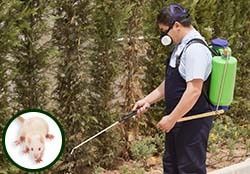 A man is spraying a rat with a sprayer.