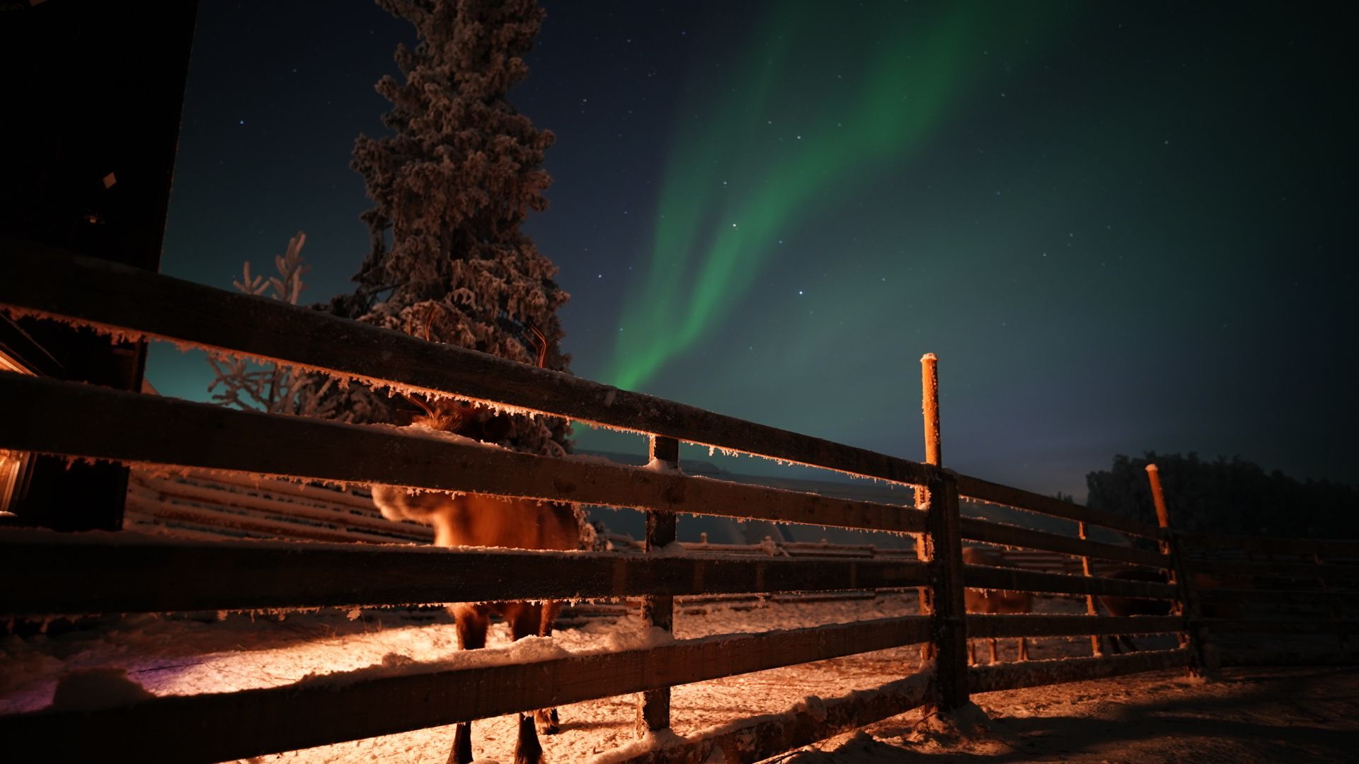 Reindeer under the Northern Lights.