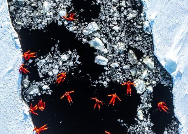 People floating in arctic sea wearing red suites, surrounded with ice chunks.