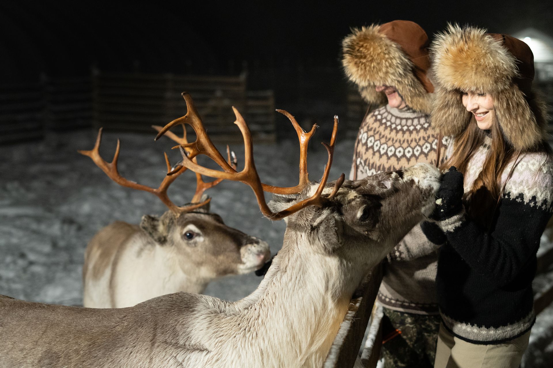Couple feeding reindeer.
