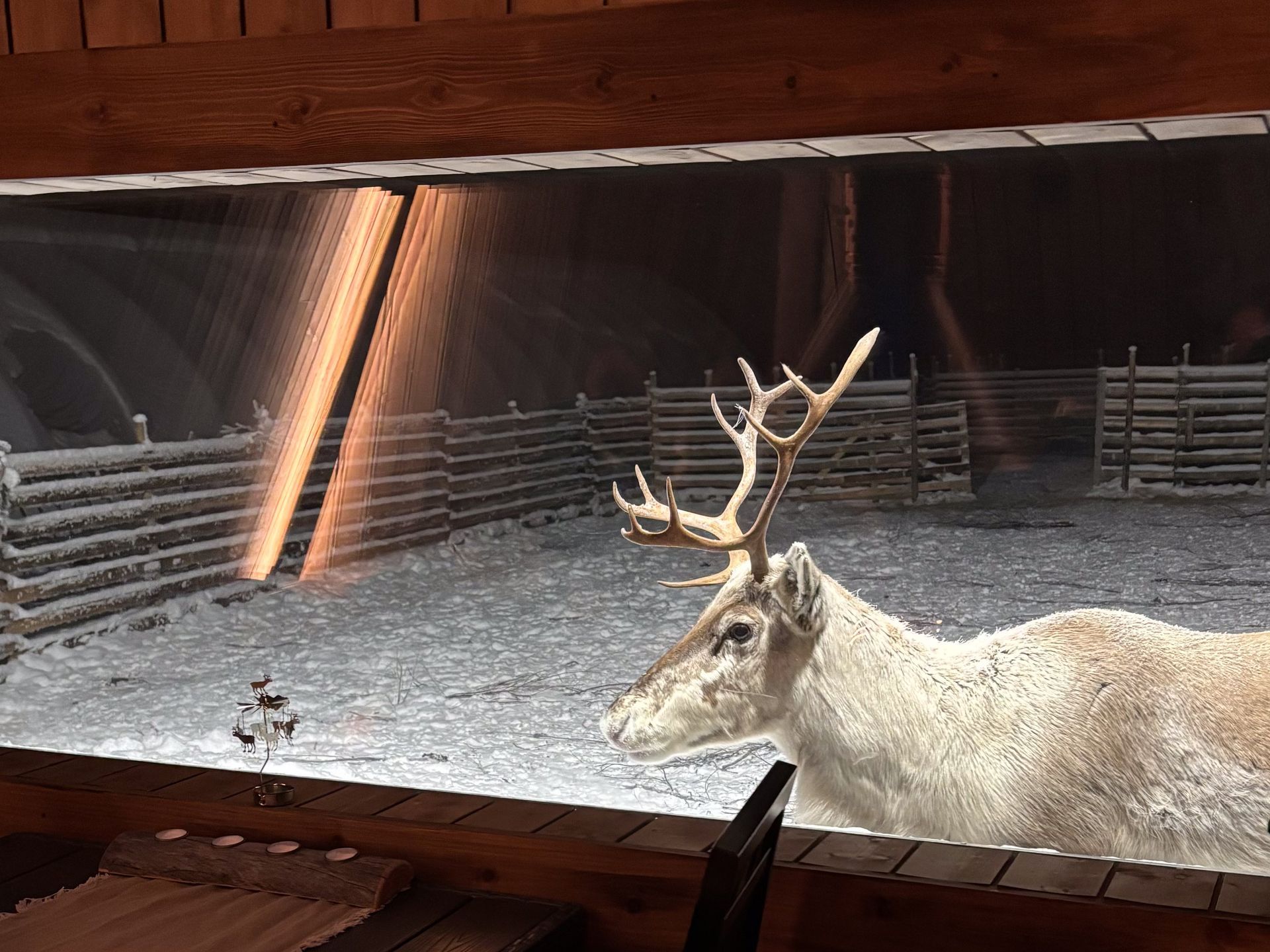 Reindeer looking inside from a window.