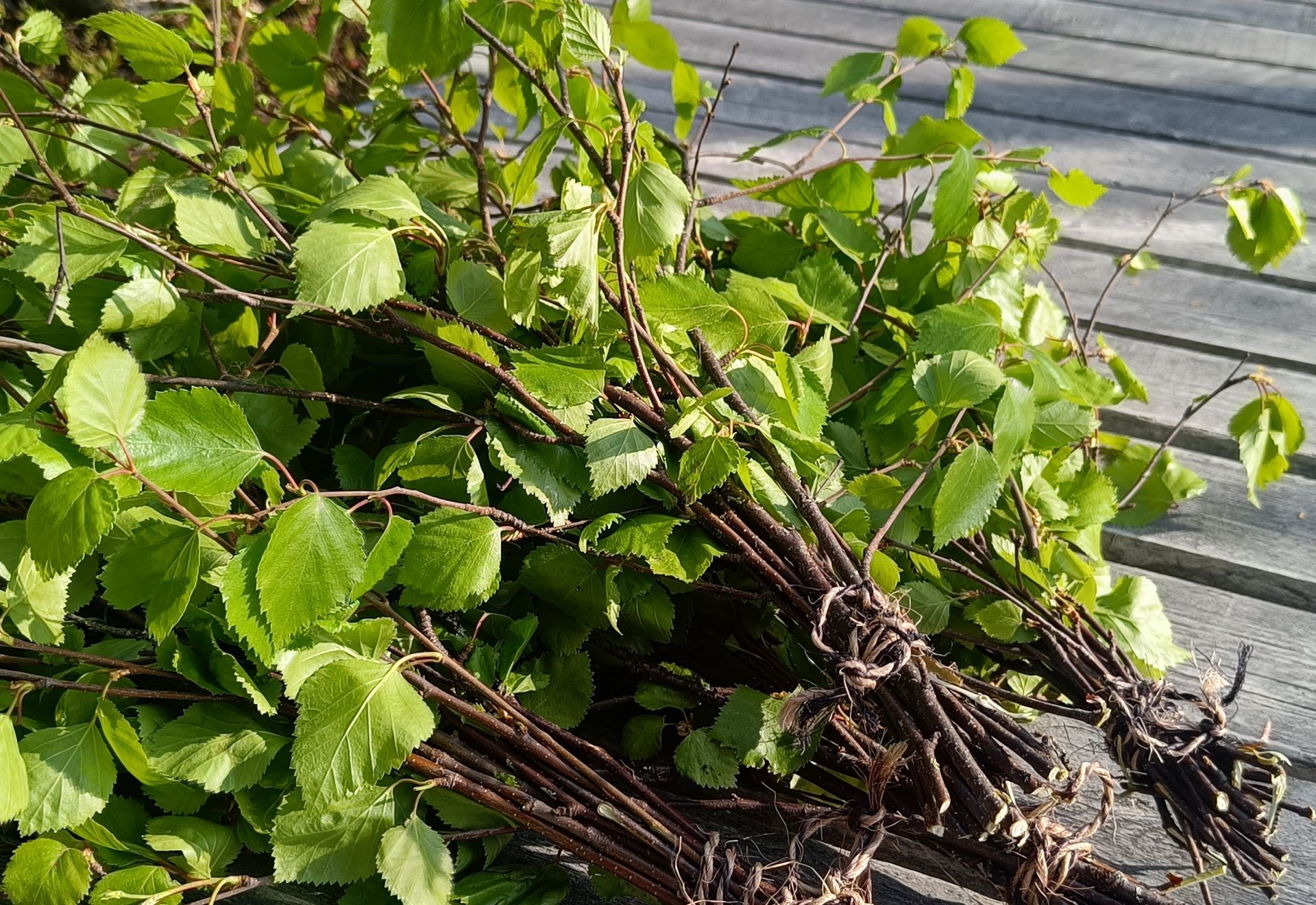 Birch branches bind together for Finnish sauna rituals