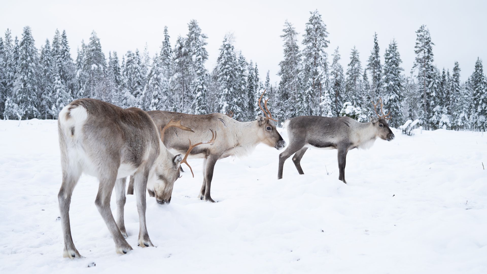 Reindeer free on snow.