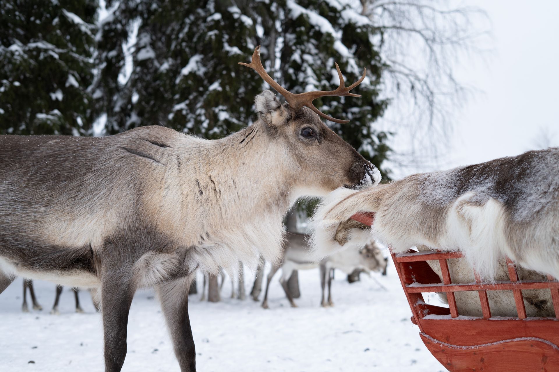Reindeer looking at a sleigh.
