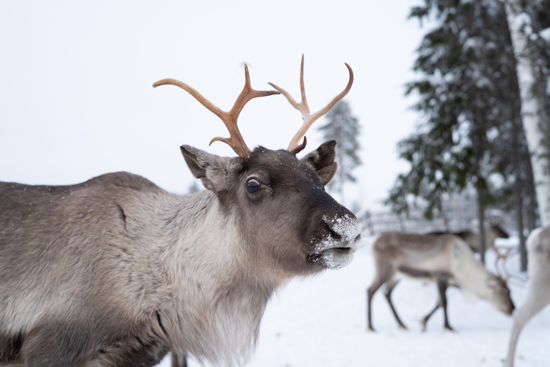 Reindeer close up.