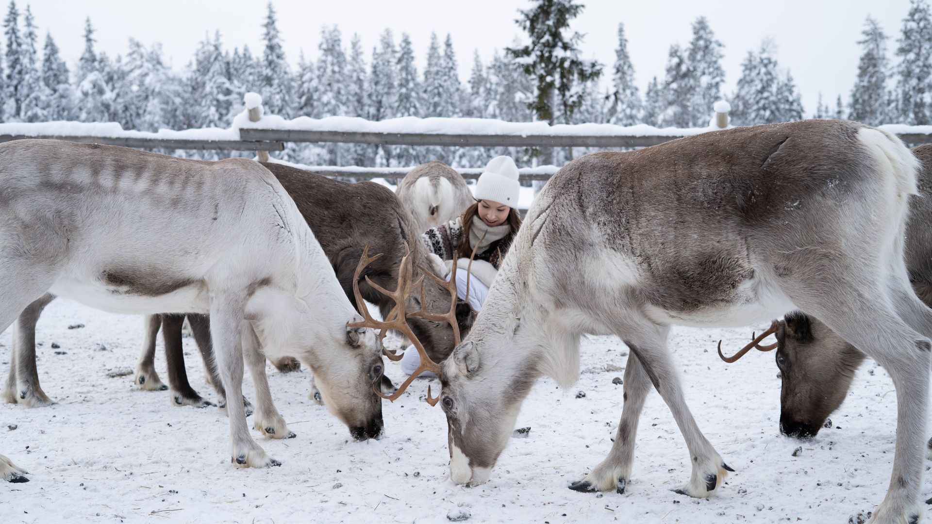 Woman sitting in the middle of reindeer feeding.