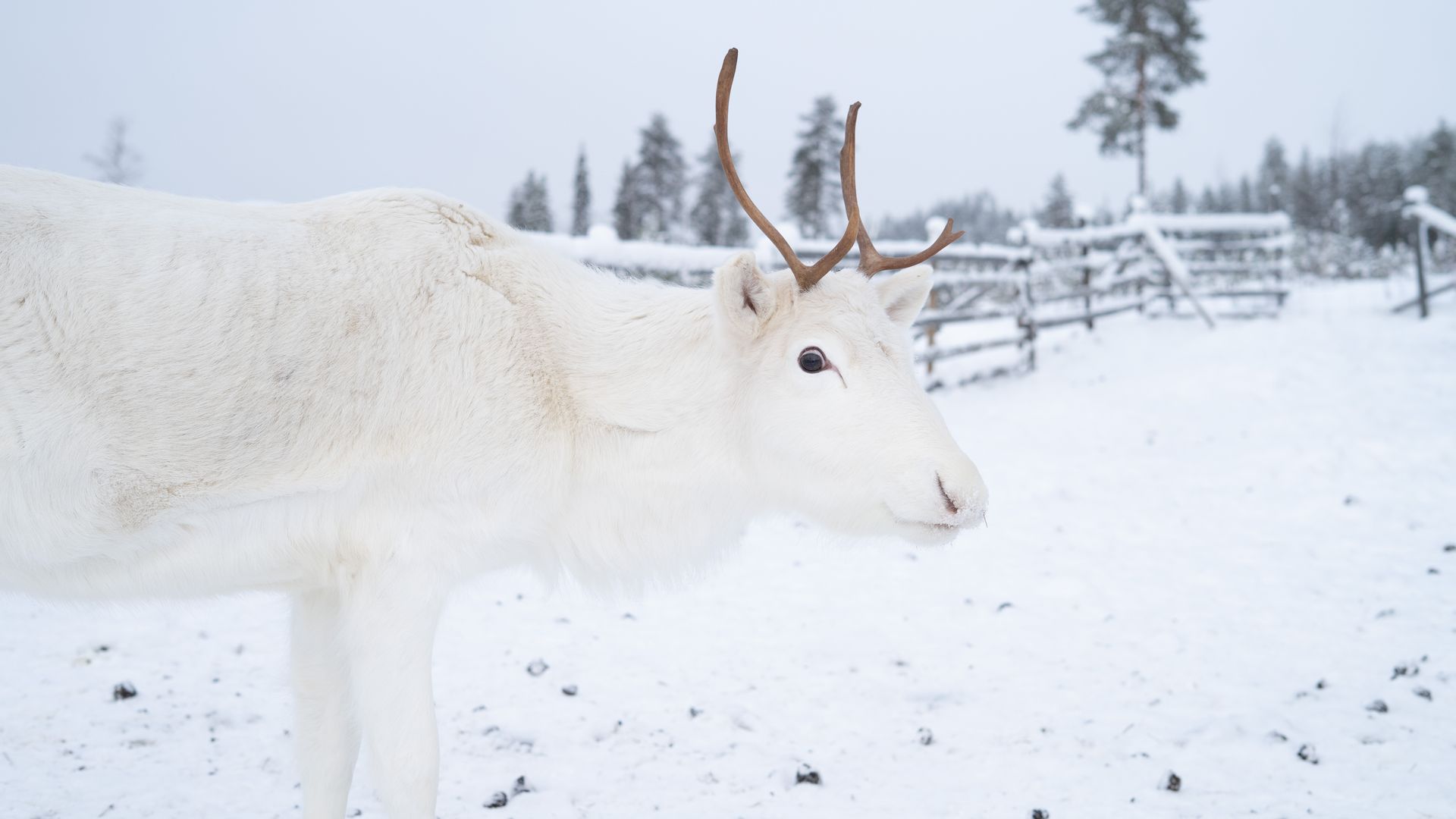 White reindeer looking happy.