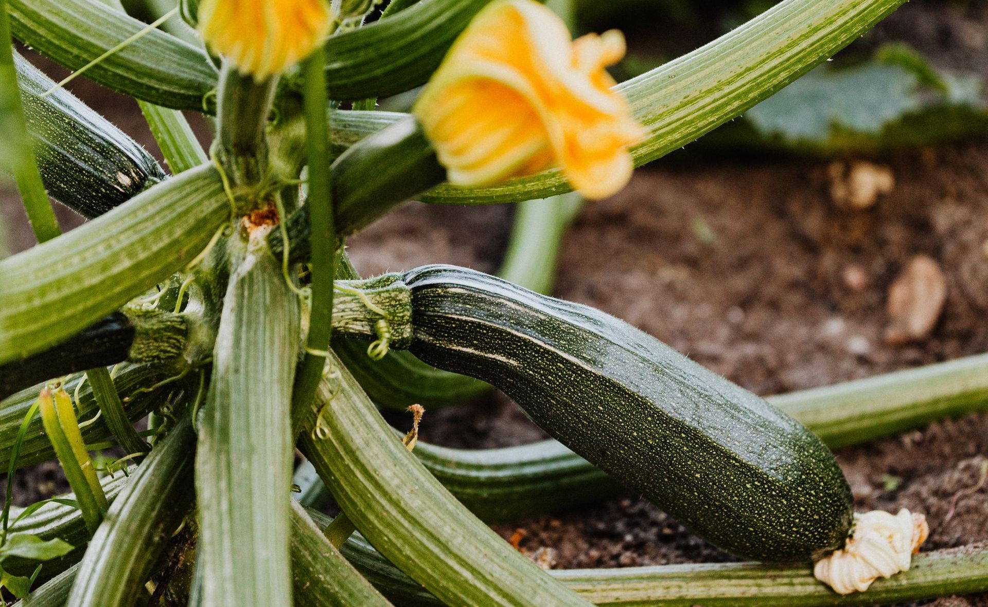Pick courgettes before they become marrows