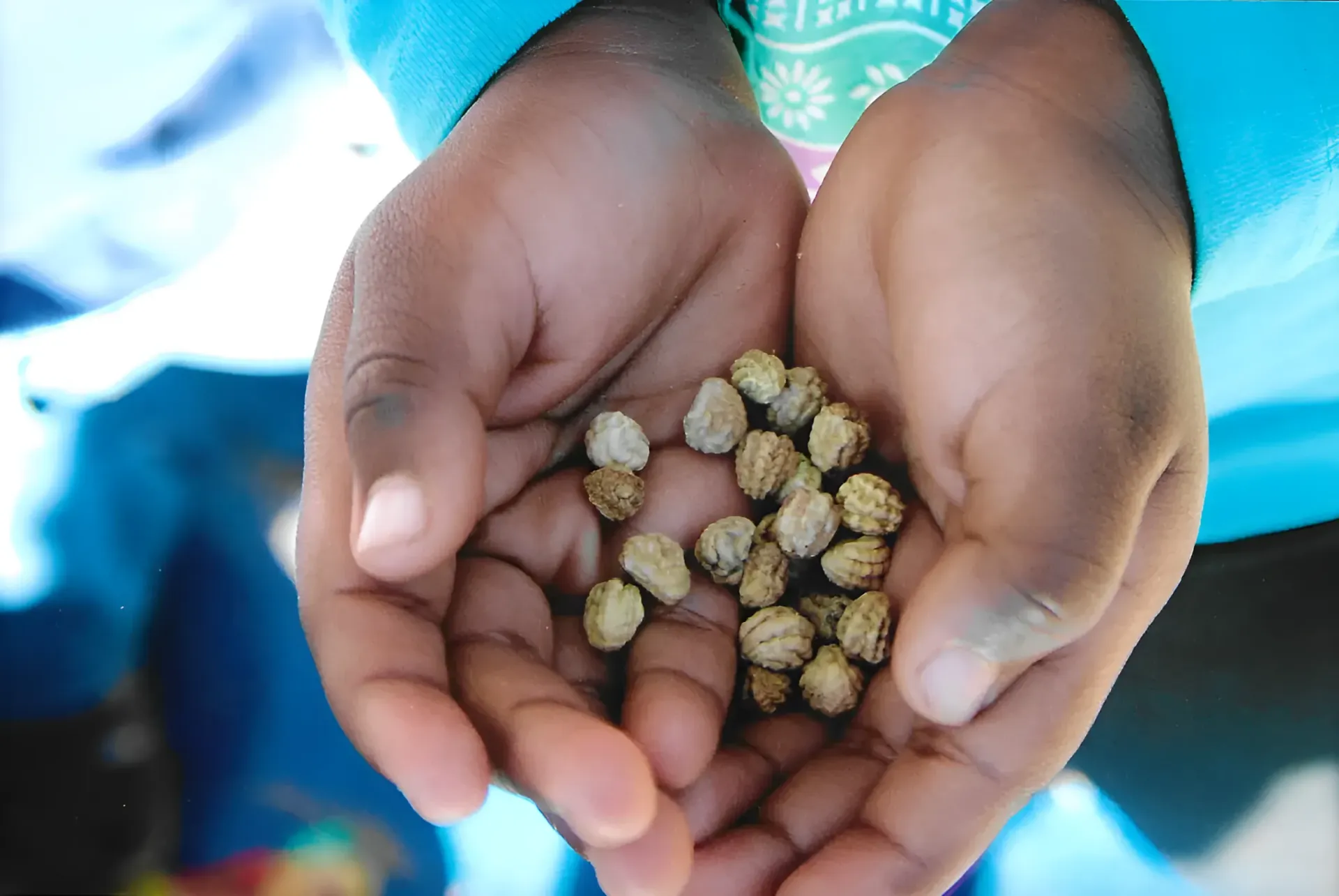 A Person Is Holding Some Seeds In Their Hands β Gap Community Early Learning Centre In The Gap, NT