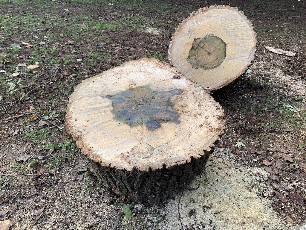 Tree Removal Dallas Ga