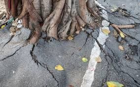 tree roots impacting concrete