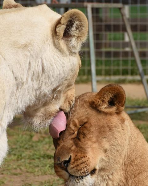 Una leonessa lecca il muso di un'altra leonessa, in segno di affetto. Una è color crema chiaro, l'altra è marrone.