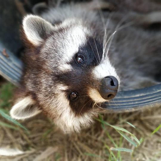 Procione con maschera di pelliccia scura, che guarda verso l'alto con espressione gentile; dentro uno pneumatico scuro.