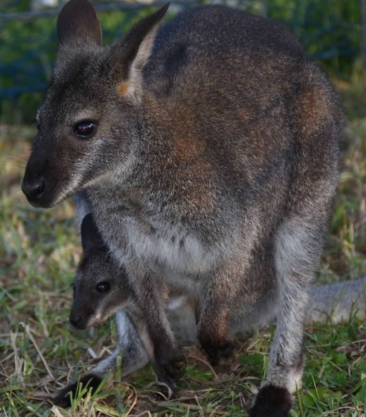 Wallaby con cucciolo nel marsupio sull'erba verde.
