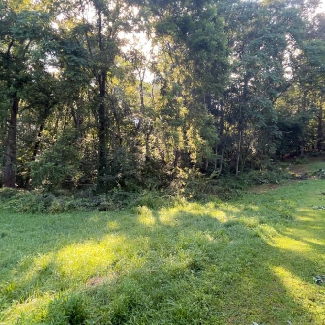 A man is cutting a tree with a chainsaw.