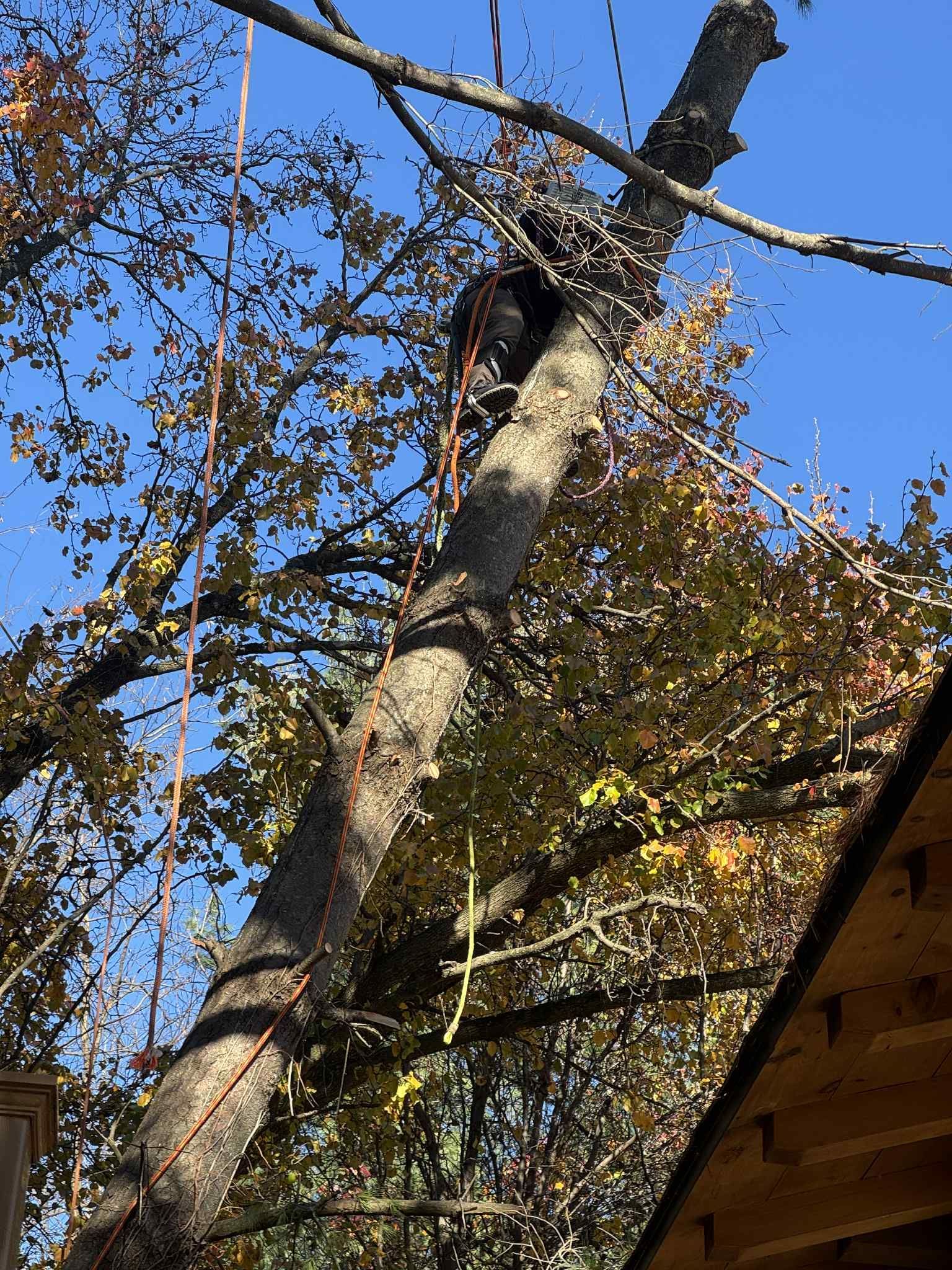 A man is cutting a tree with a chainsaw.