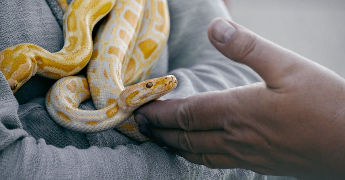 A person is holding a snake in their hands.