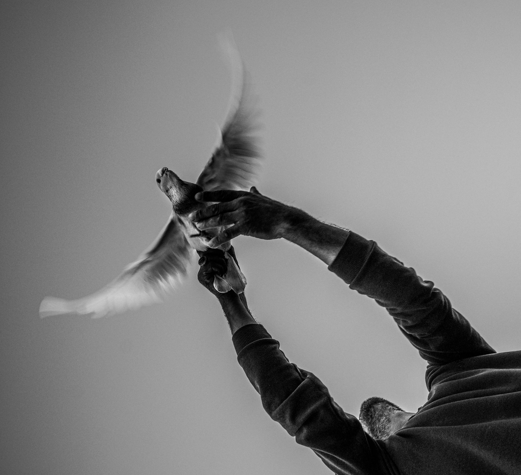 Person releasing a bird into the sky; outstretched arms hold the bird as it takes flight.