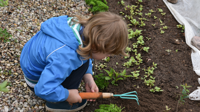 A person in a blue jacket using a hand rake to garden in a dirt patch next to a gravel path.