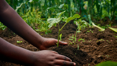 Hands gently mound dark, moist soil around a young, green plant in a garden.