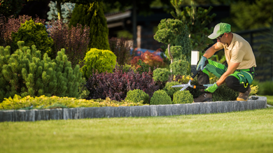 A professional gardener in a green uniform and cap kneels while trimming a neatly landscaped garden hedge.