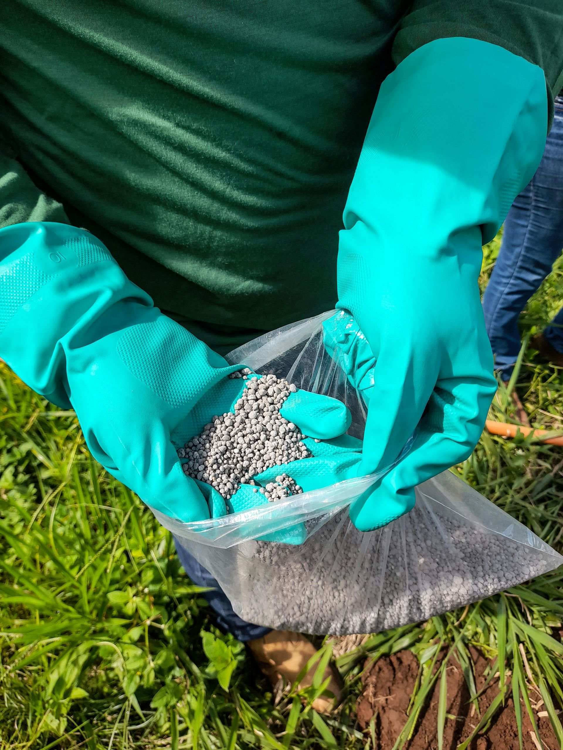 A person wearing green protective gloves holds a plastic bag filled with grey fertilizer pellets over a grassy field.