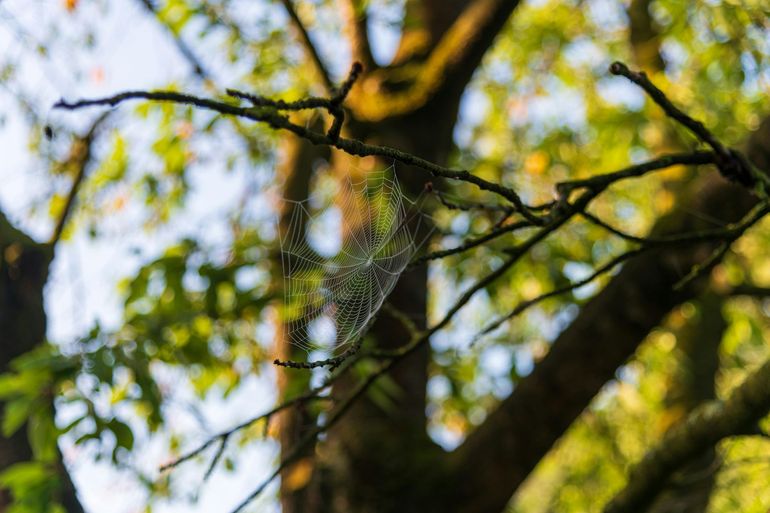 A delicate spiderweb hangs between tree branches against a soft-focus, sunlit background of green leaves.