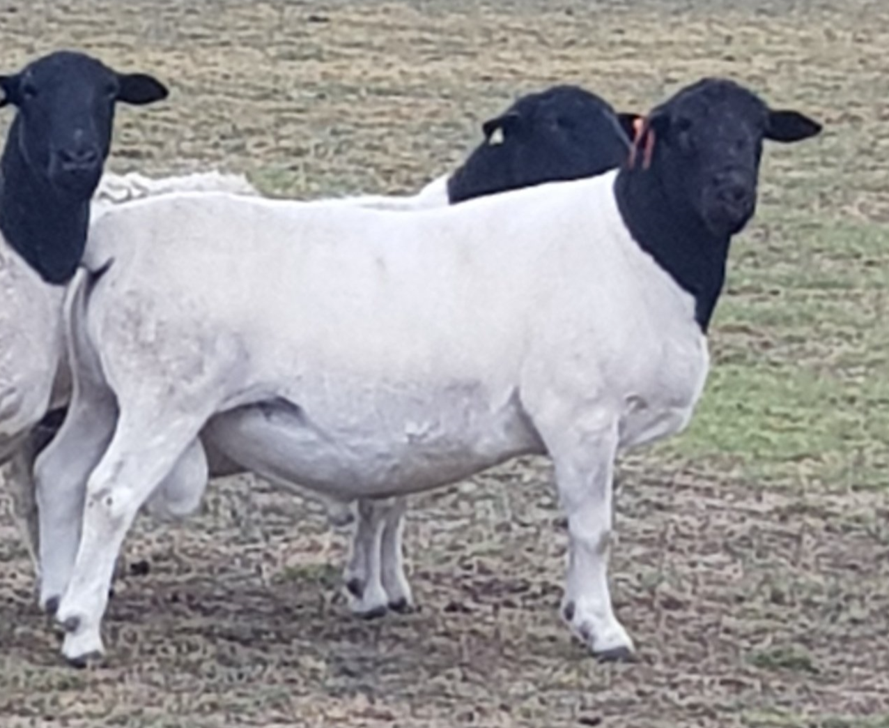 Black Head Sheep