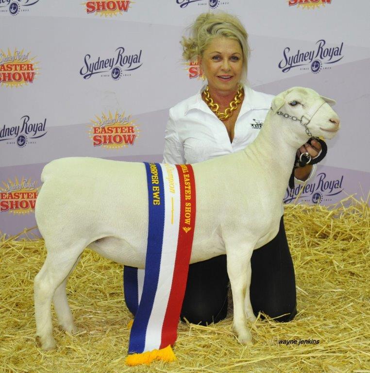 Blonde Girl and Sheep