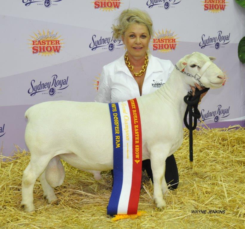 Blonde Woman and Sheep