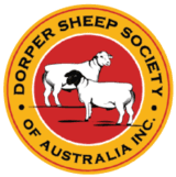 Dorper Sheep Logo