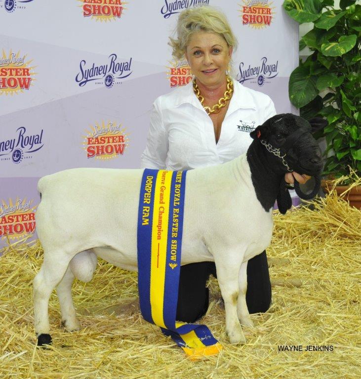 Woman Black Head Sheep