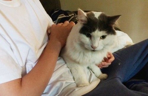 A person is holding a white and gray cat in their lap