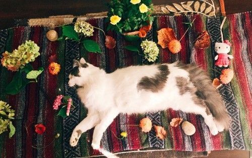 A cat is laying on a rug surrounded by flowers and a hello kitty doll